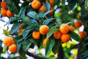 Mandarina, fruta deliciosa y rica en vitamina B6